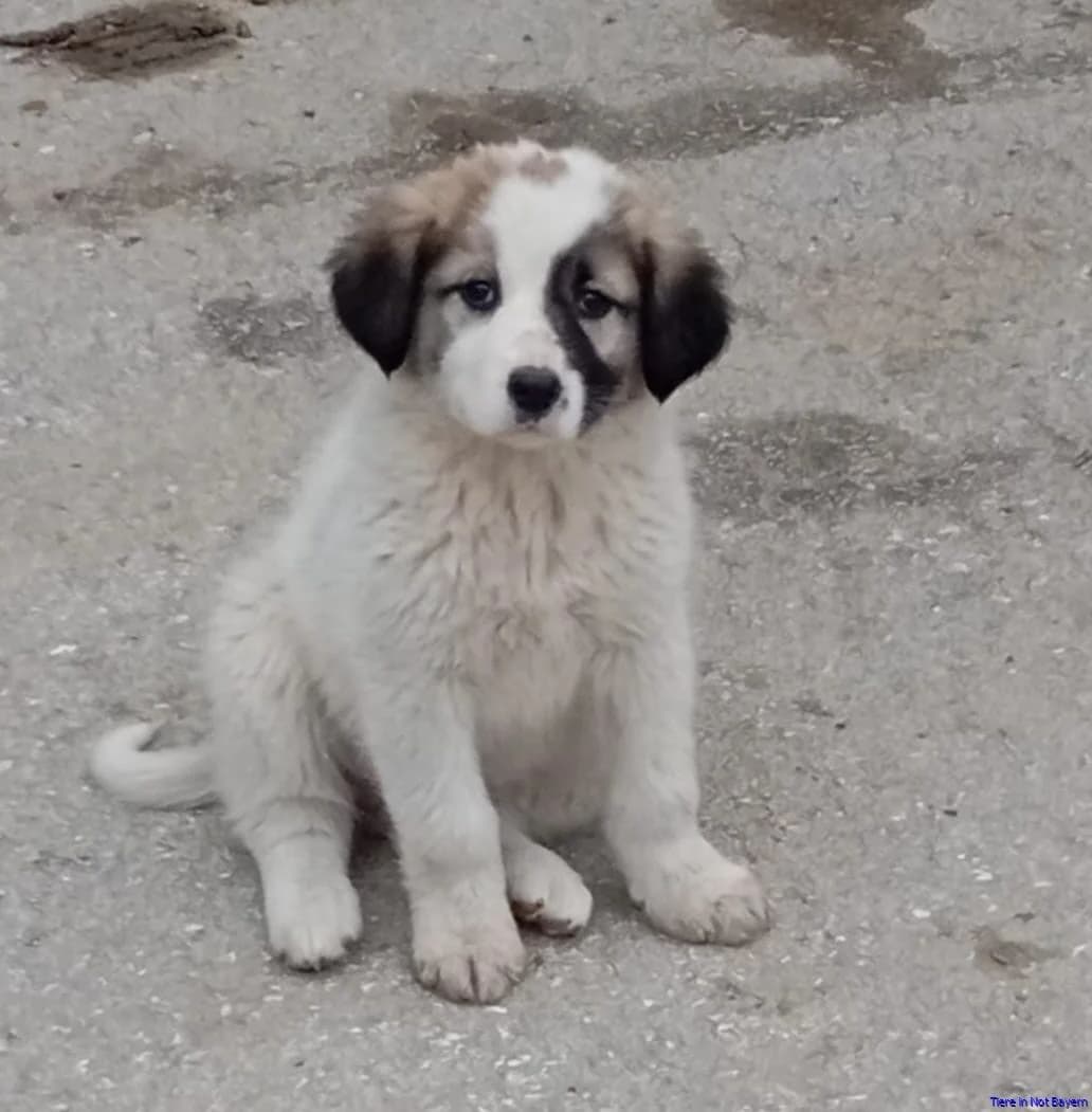 Beta, female young Mixed Breed for adoption at Hundesuche Tiere in Not Bayern