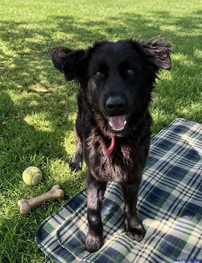 Nikos, male young Mixed Breed for adoption at Hundesuche Tiere in Not Bayern