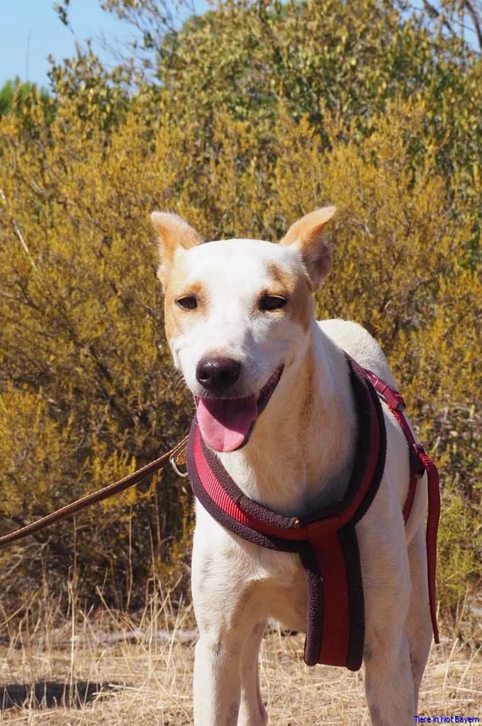 Oso, male 7yo Mixed Breed for adoption at Hundesuche Tiere in Not Bayern