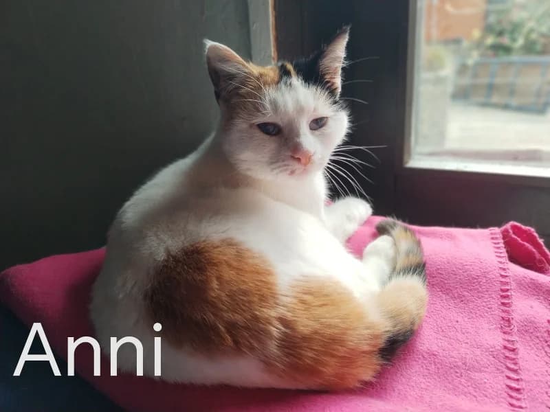 Zuhause gesucht, female European Shorthair for adoption at Tiere in Not Saar e.V., Saarbrücken — photo 2 of 3