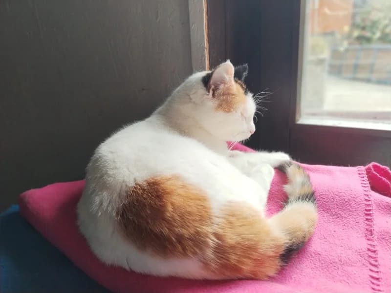 Zuhause gesucht, female European Shorthair for adoption at Tiere in Not Saar e.V., Saarbrücken — photo 3 of 3