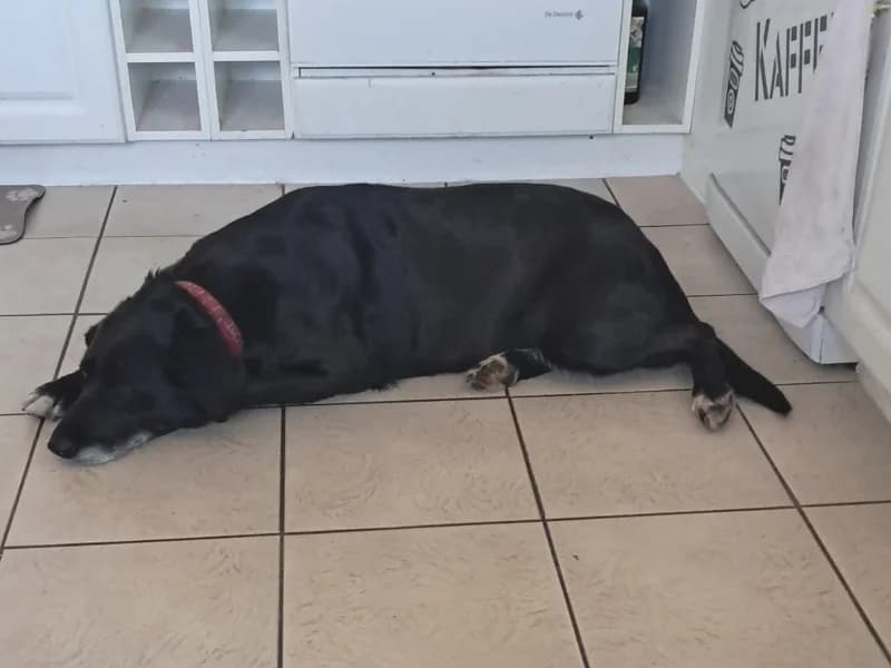 Zuhause gesucht, female Mixed Breed for adoption at Tiere in Not Saar e.V., Saarbrücken — photo 2 of 8