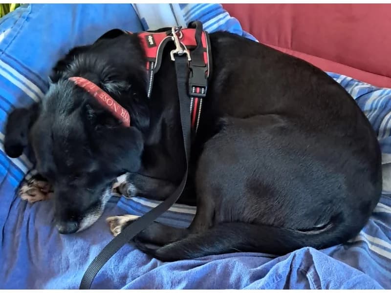 Zuhause gesucht, female Mixed Breed for adoption at Tiere in Not Saar e.V., Saarbrücken — photo 4 of 8