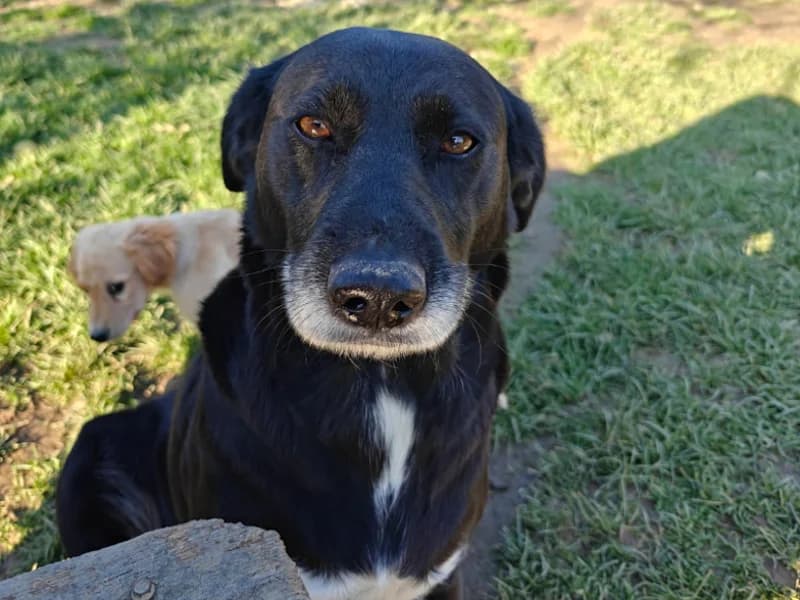 Zuhause gesucht, female Mixed Breed for adoption at Tiere in Not Saar e.V., Saarbrücken — photo 5 of 8