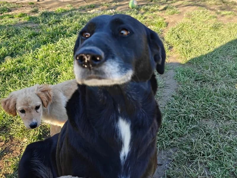 Zuhause gesucht, female Mixed Breed for adoption at Tiere in Not Saar e.V., Saarbrücken — photo 6 of 8