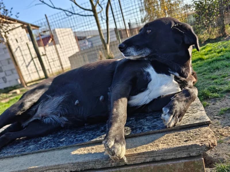 Zuhause gesucht, female Mixed Breed for adoption at Tiere in Not Saar e.V., Saarbrücken — photo 7 of 8