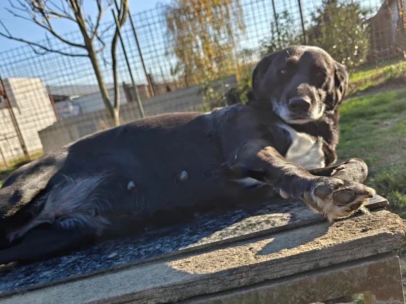 Zuhause gesucht, female Mixed Breed for adoption at Tiere in Not Saar e.V., Saarbrücken — photo 8 of 8
