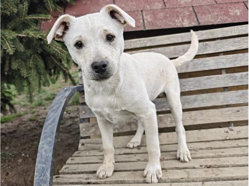 Zuhause gesucht, male Mixed Breed for adoption at Tiere in Not Saar e.V., Saarbrücken — photo 2 of 10