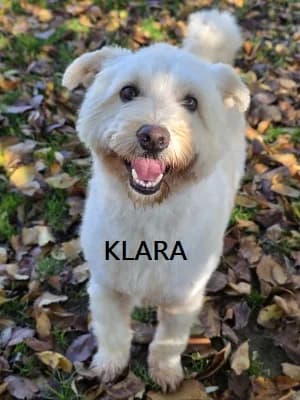 Zuhause gesucht, male Mixed Breed for adoption at Tiere in Not Saar e.V., Saarbrücken — photo 3 of 10