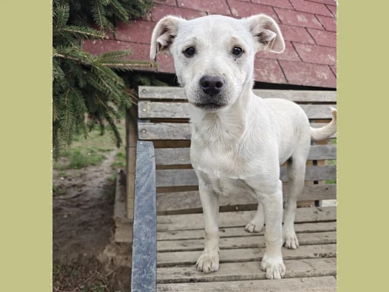 Zuhause gesucht, male Mixed Breed for adoption at Tiere in Not Saar e.V., Saarbrücken — photo 4 of 10