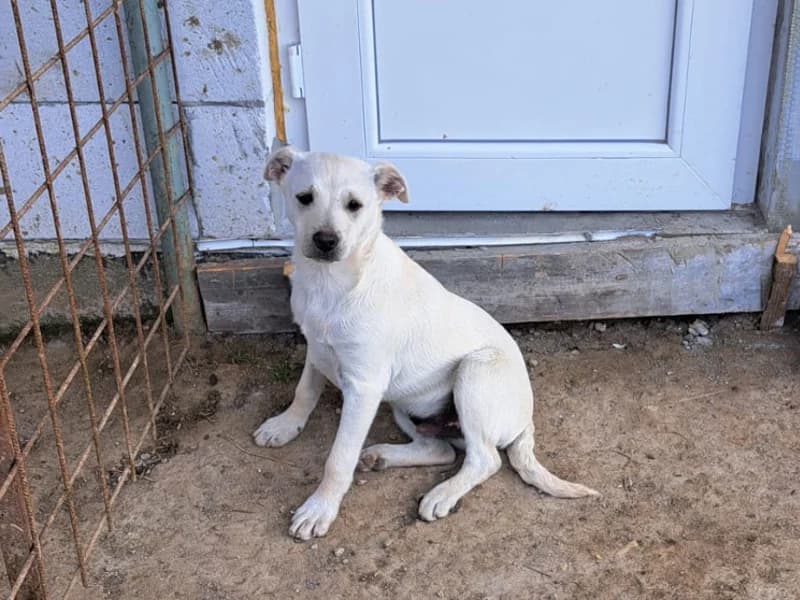 Zuhause gesucht, male Mixed Breed for adoption at Tiere in Not Saar e.V., Saarbrücken — photo 5 of 10