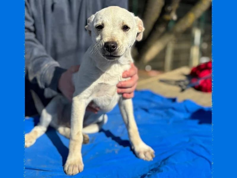 Zuhause gesucht, male Mixed Breed for adoption at Tiere in Not Saar e.V., Saarbrücken — photo 6 of 10