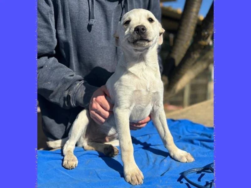 Zuhause gesucht, male Mixed Breed for adoption at Tiere in Not Saar e.V., Saarbrücken — photo 7 of 10