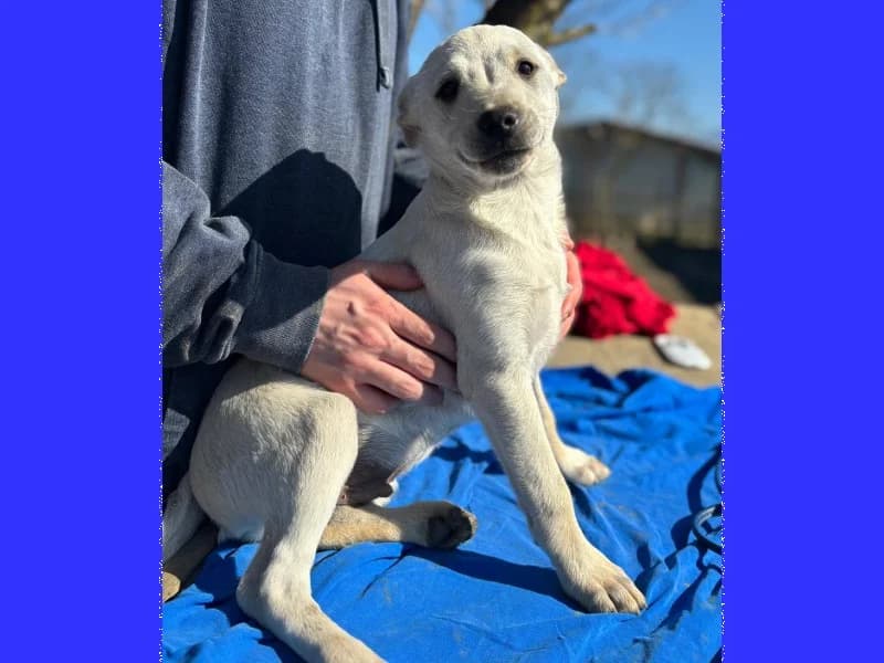 Zuhause gesucht, male Mixed Breed for adoption at Tiere in Not Saar e.V., Saarbrücken — photo 8 of 10