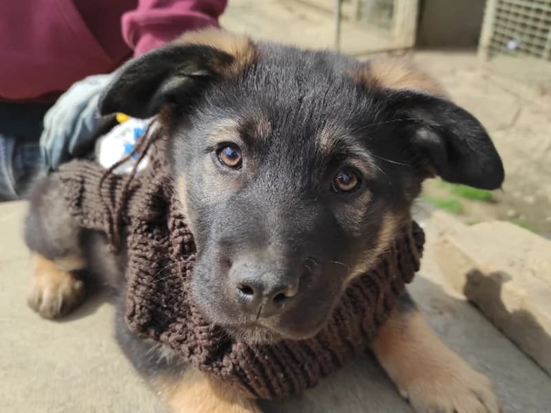 Zuhause gesucht, male Mixed Breed for adoption at Tiere in Not Saar e.V., Saarbrücken — photo 2 of 7