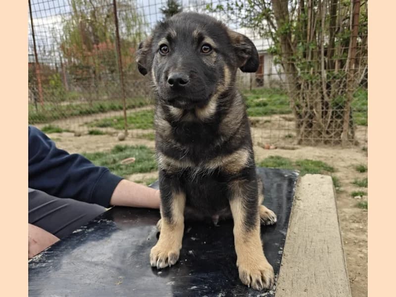 Zuhause gesucht, male Mixed Breed for adoption at Tiere in Not Saar e.V., Saarbrücken — photo 3 of 7