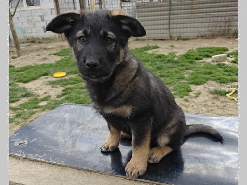 Zuhause gesucht, male Mixed Breed for adoption at Tiere in Not Saar e.V., Saarbrücken — photo 4 of 7