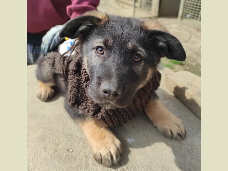 Zuhause gesucht, male Mixed Breed for adoption at Tiere in Not Saar e.V., Saarbrücken — photo 5 of 7