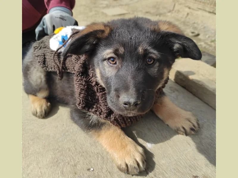 Zuhause gesucht, male Mixed Breed for adoption at Tiere in Not Saar e.V., Saarbrücken — photo 6 of 7