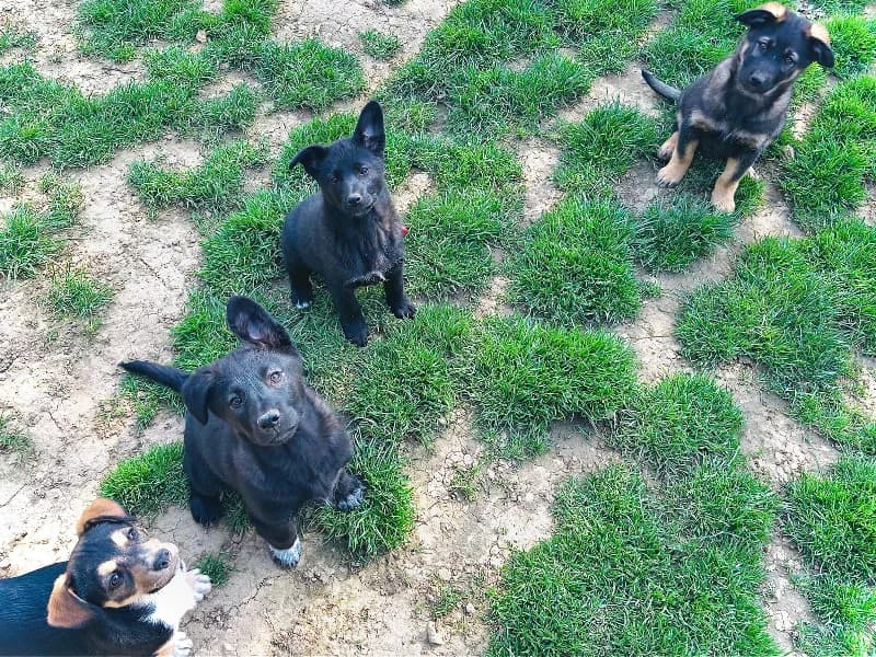 Zuhause gesucht, male Mixed Breed for adoption at Tiere in Not Saar e.V., Saarbrücken — photo 7 of 7