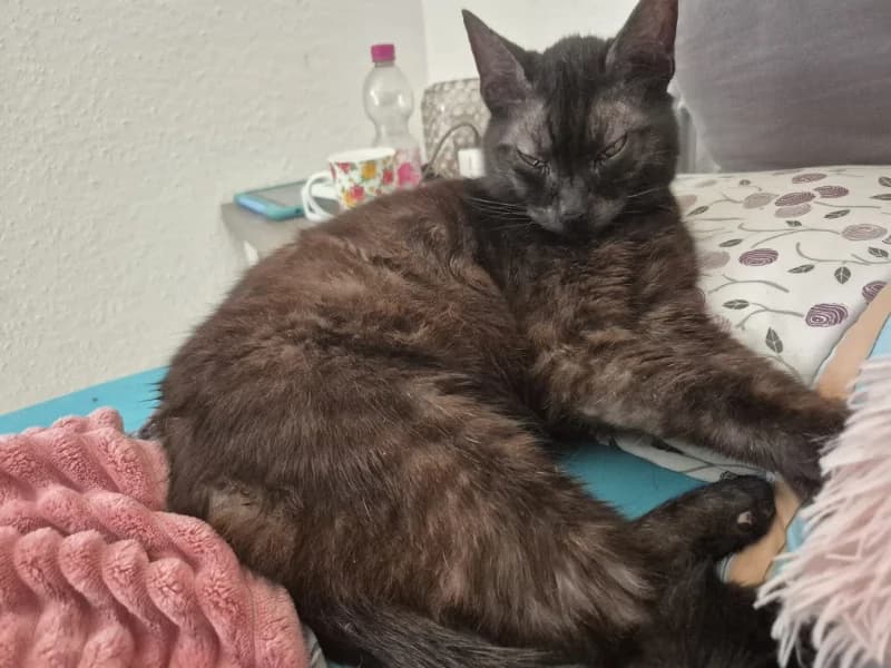 Zuhause gesucht, male European Shorthair for adoption at Tiere in Not Saar e.V., Saarbrücken — photo 2 of 5