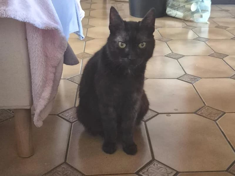 Zuhause gesucht, male European Shorthair for adoption at Tiere in Not Saar e.V., Saarbrücken — photo 3 of 5