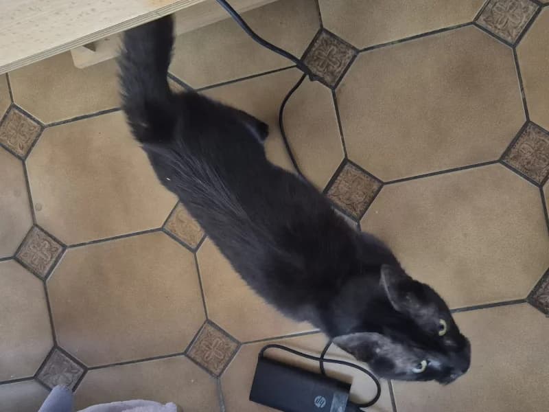 Zuhause gesucht, male European Shorthair for adoption at Tiere in Not Saar e.V., Saarbrücken — photo 4 of 5