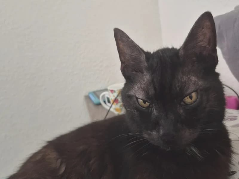 Zuhause gesucht, male European Shorthair for adoption at Tiere in Not Saar e.V., Saarbrücken — photo 5 of 5