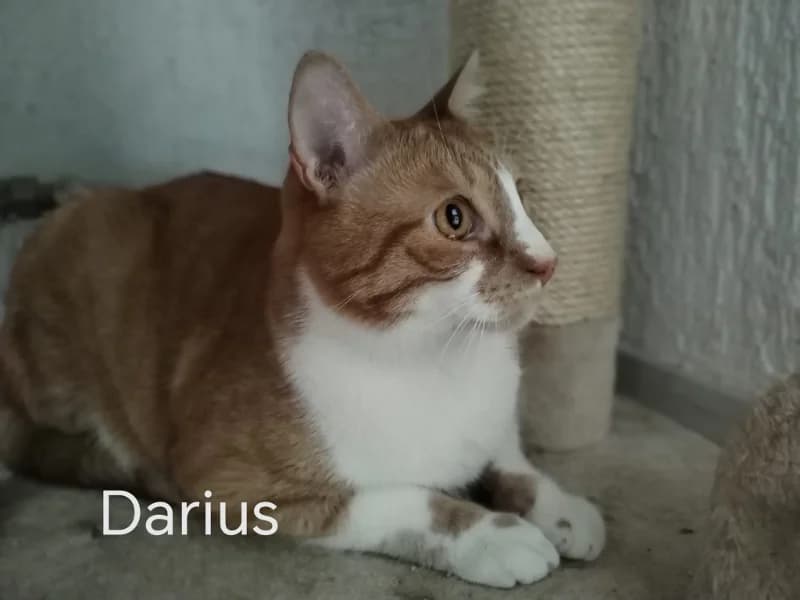 Zuhause gesucht, male European Shorthair for adoption at Tiere in Not Saar e.V., Saarbrücken — photo 2 of 3