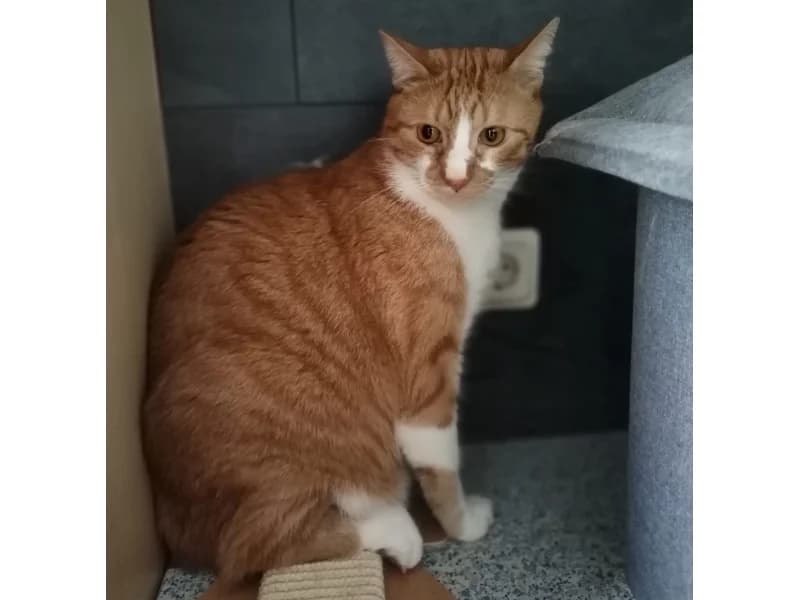 Zuhause gesucht, male European Shorthair for adoption at Tiere in Not Saar e.V., Saarbrücken — photo 3 of 3