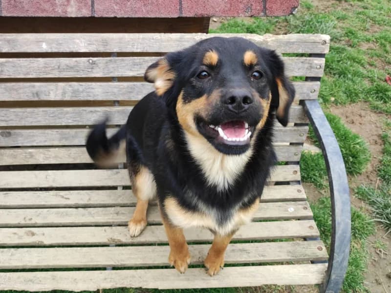 Zuhause gesucht, female Mixed Breed for adoption at Tiere in Not Saar e.V., Saarbrücken — photo 2 of 11
