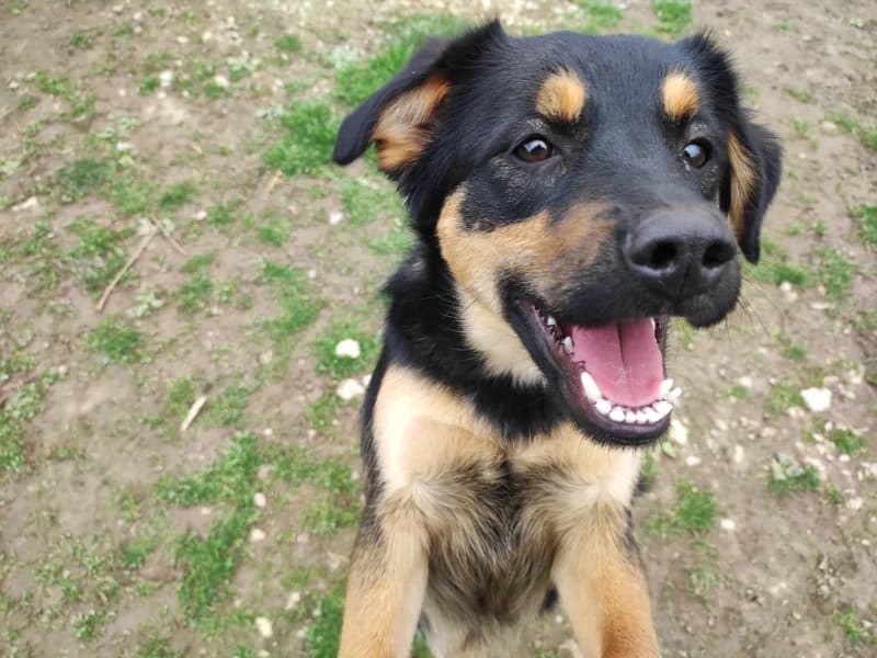 Zuhause gesucht, female Mixed Breed for adoption at Tiere in Not Saar e.V., Saarbrücken — photo 3 of 11