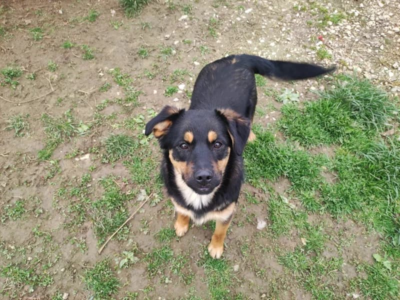 Zuhause gesucht, female Mixed Breed for adoption at Tiere in Not Saar e.V., Saarbrücken — photo 4 of 11
