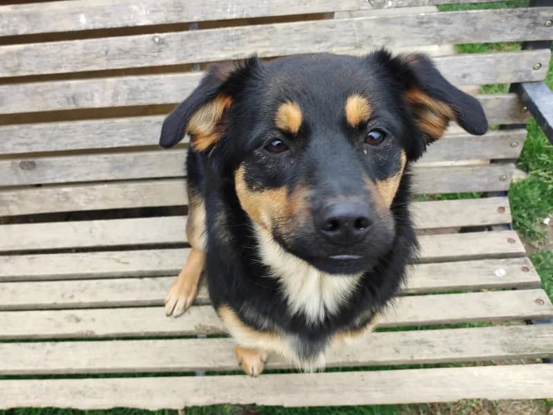 Zuhause gesucht, female Mixed Breed for adoption at Tiere in Not Saar e.V., Saarbrücken — photo 5 of 11