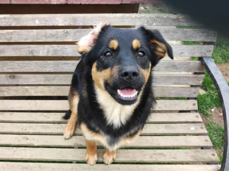 Zuhause gesucht, female Mixed Breed for adoption at Tiere in Not Saar e.V., Saarbrücken — photo 6 of 11