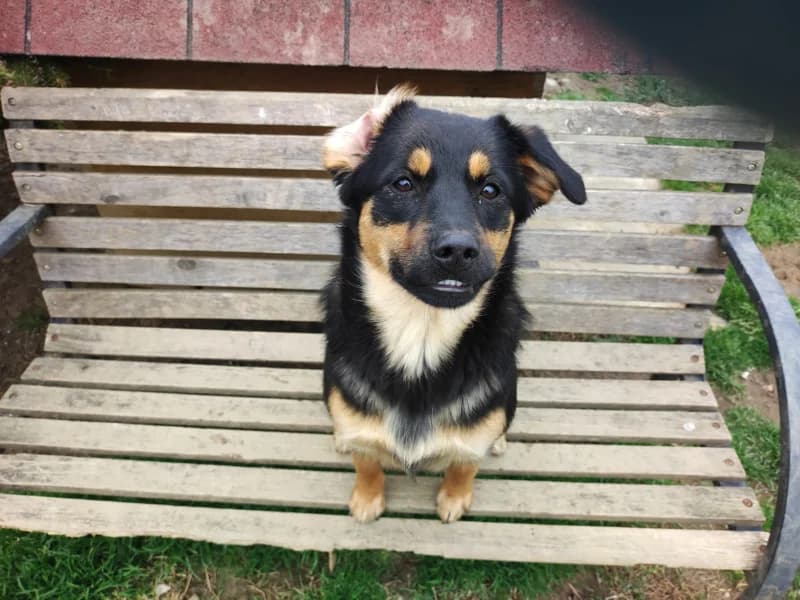 Zuhause gesucht, female Mixed Breed for adoption at Tiere in Not Saar e.V., Saarbrücken — photo 7 of 11