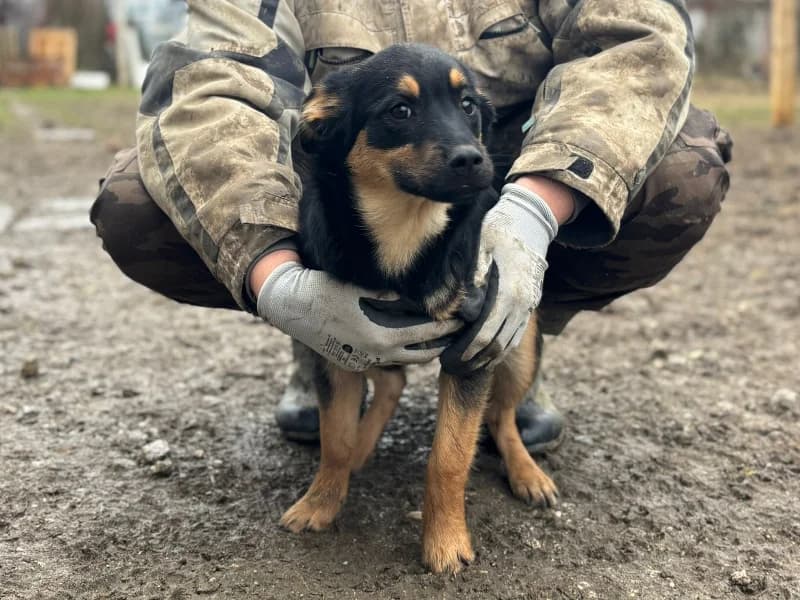 Zuhause gesucht, female Mixed Breed for adoption at Tiere in Not Saar e.V., Saarbrücken — photo 8 of 11