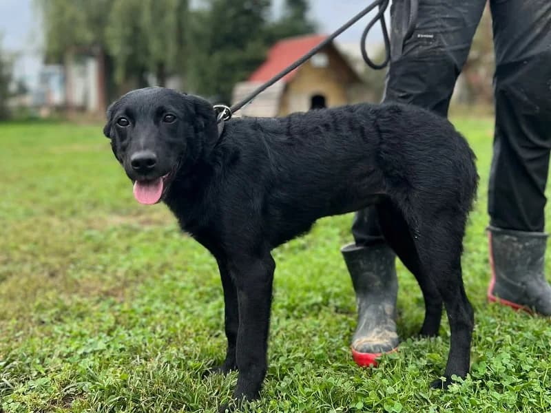 Zuhause gesucht, female Mixed Breed for adoption at Tiere in Not Saar e.V., Saarbrücken — photo 2 of 7