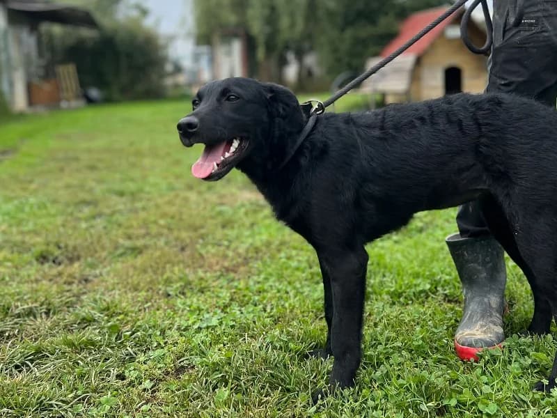 Zuhause gesucht, female Mixed Breed for adoption at Tiere in Not Saar e.V., Saarbrücken — photo 3 of 7