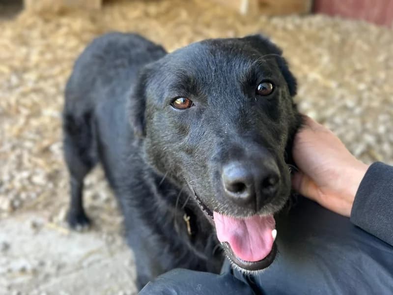 Zuhause gesucht, female Mixed Breed for adoption at Tiere in Not Saar e.V., Saarbrücken — photo 4 of 7