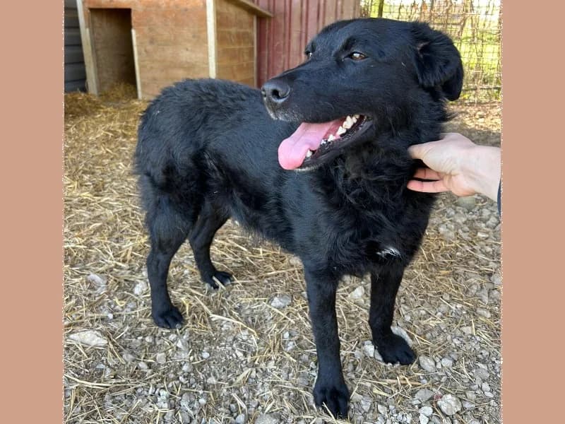 Zuhause gesucht, female Mixed Breed for adoption at Tiere in Not Saar e.V., Saarbrücken — photo 6 of 7