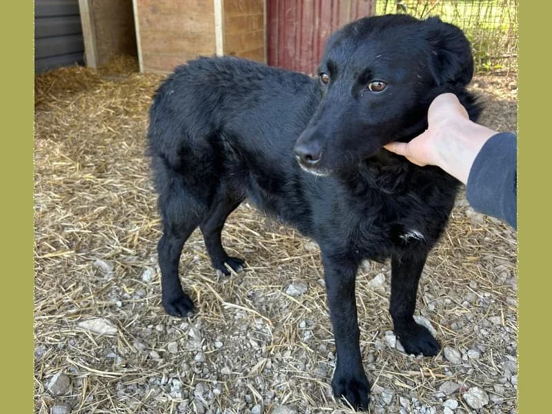 Zuhause gesucht, female Mixed Breed for adoption at Tiere in Not Saar e.V., Saarbrücken — photo 7 of 7