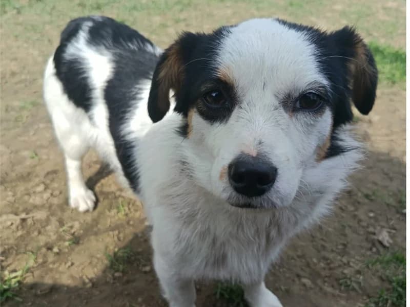 Zuhause gesucht, female Mixed Breed for adoption at Tiere in Not Saar e.V., Saarbrücken — photo 2 of 7