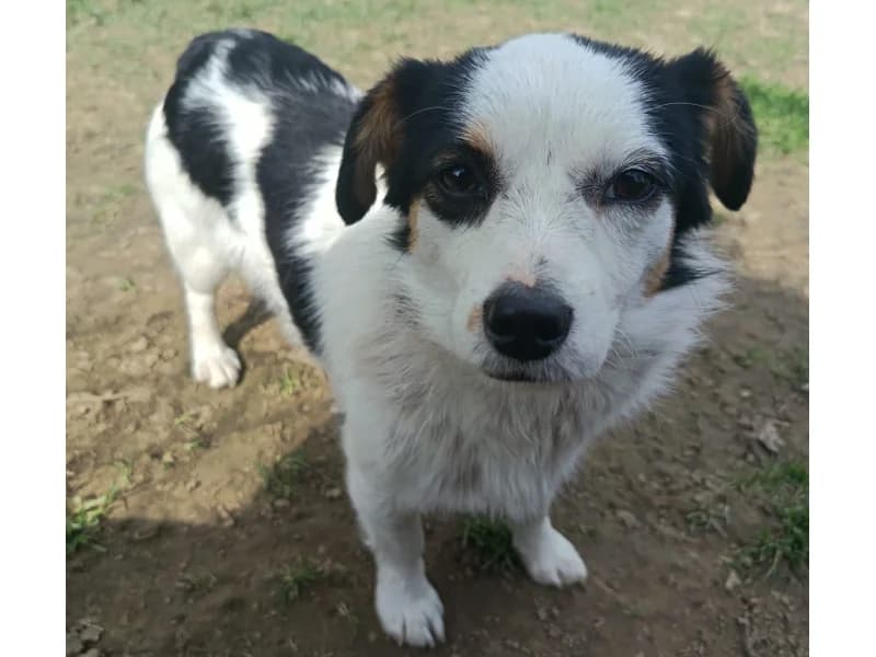 Zuhause gesucht, female Mixed Breed for adoption at Tiere in Not Saar e.V., Saarbrücken — photo 3 of 7