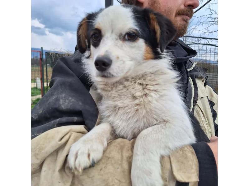 Zuhause gesucht, female Mixed Breed for adoption at Tiere in Not Saar e.V., Saarbrücken — photo 4 of 7