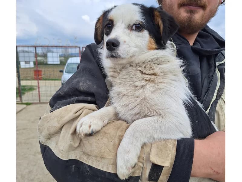 Zuhause gesucht, female Mixed Breed for adoption at Tiere in Not Saar e.V., Saarbrücken — photo 5 of 7
