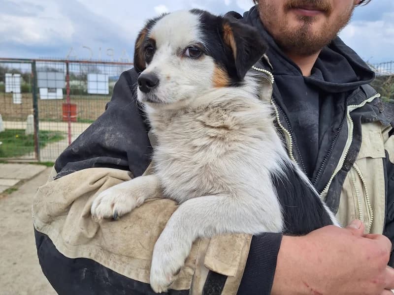 Zuhause gesucht, female Mixed Breed for adoption at Tiere in Not Saar e.V., Saarbrücken — photo 6 of 7