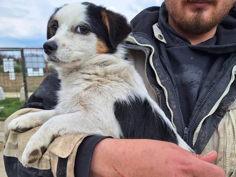 Zuhause gesucht, female Mixed Breed for adoption at Tiere in Not Saar e.V., Saarbrücken — photo 7 of 7