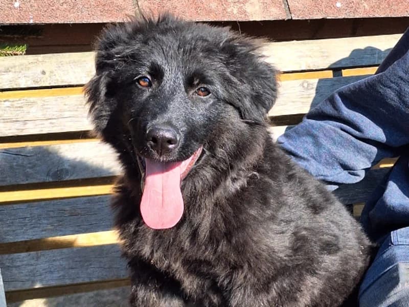 Zuhause gesucht, male Mixed Breed for adoption at Tiere in Not Saar e.V., Saarbrücken — photo 2 of 7