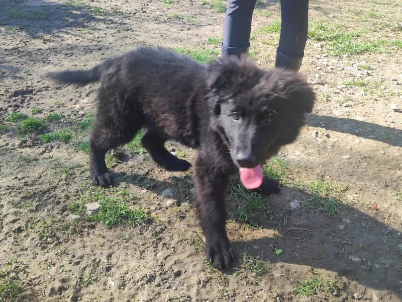 Zuhause gesucht, male Mixed Breed for adoption at Tiere in Not Saar e.V., Saarbrücken — photo 3 of 7